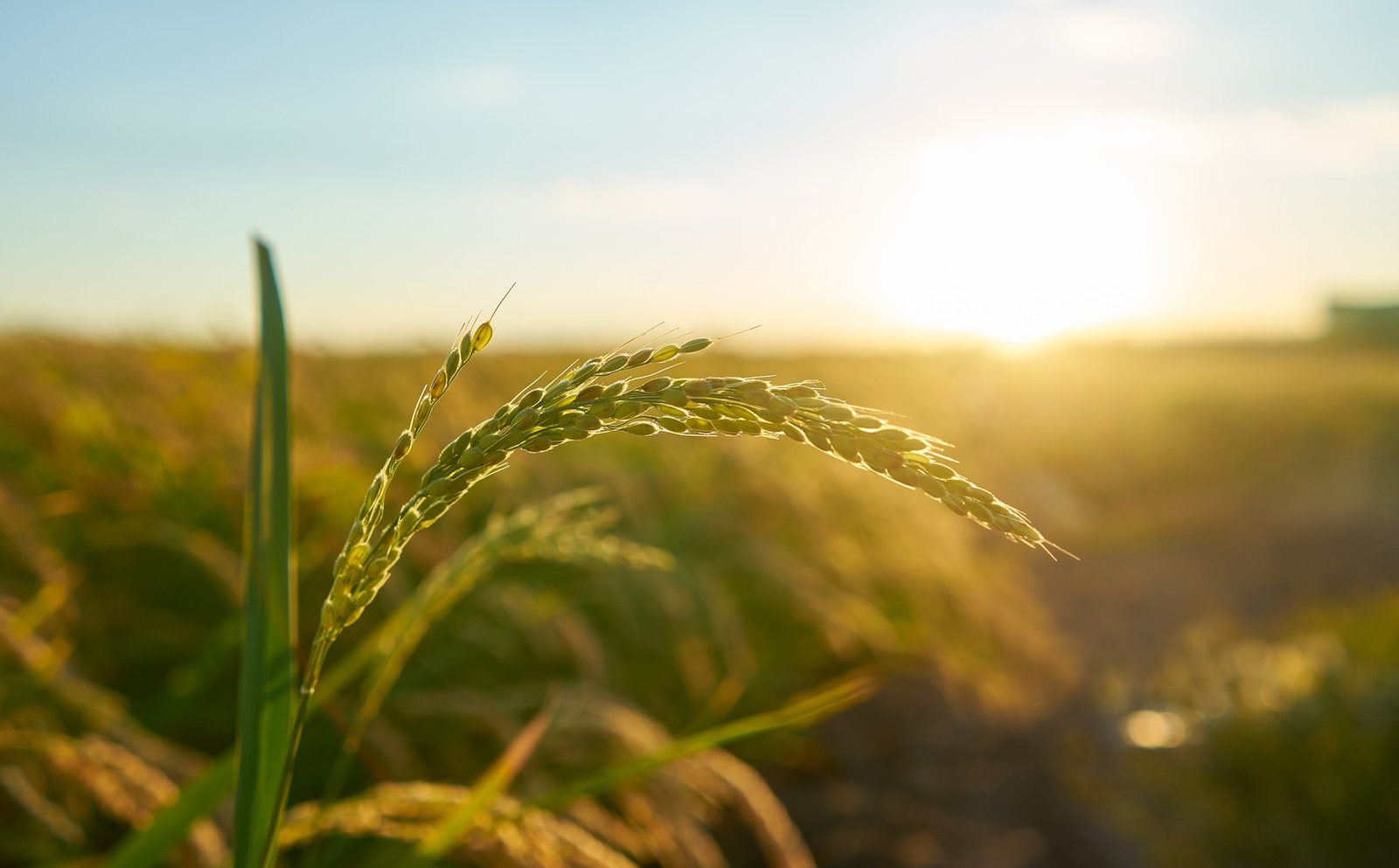 Building Resilient Supply Chain Networks