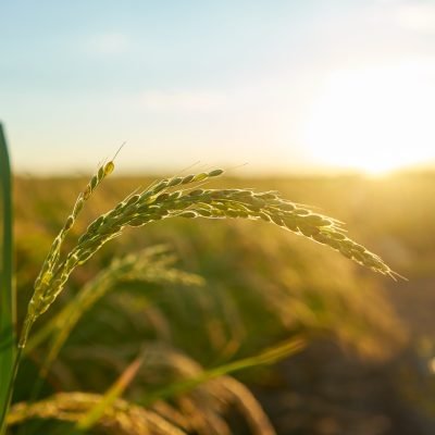 Building Resilient Supply Chain Networks